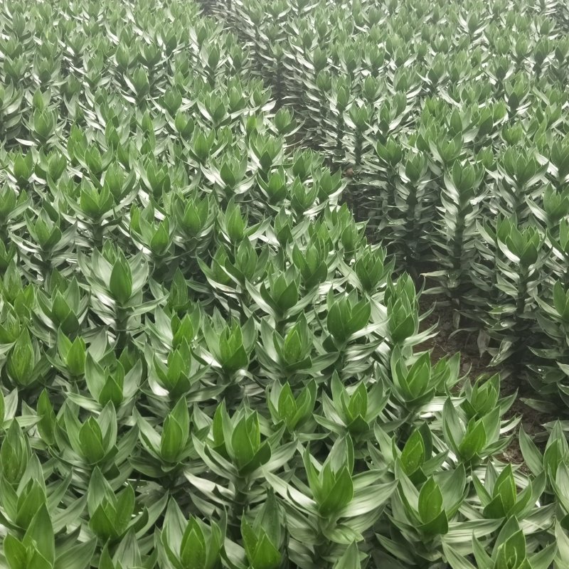 海口基地观音竹，【莲花竹】批发花瓶批发（泰博）