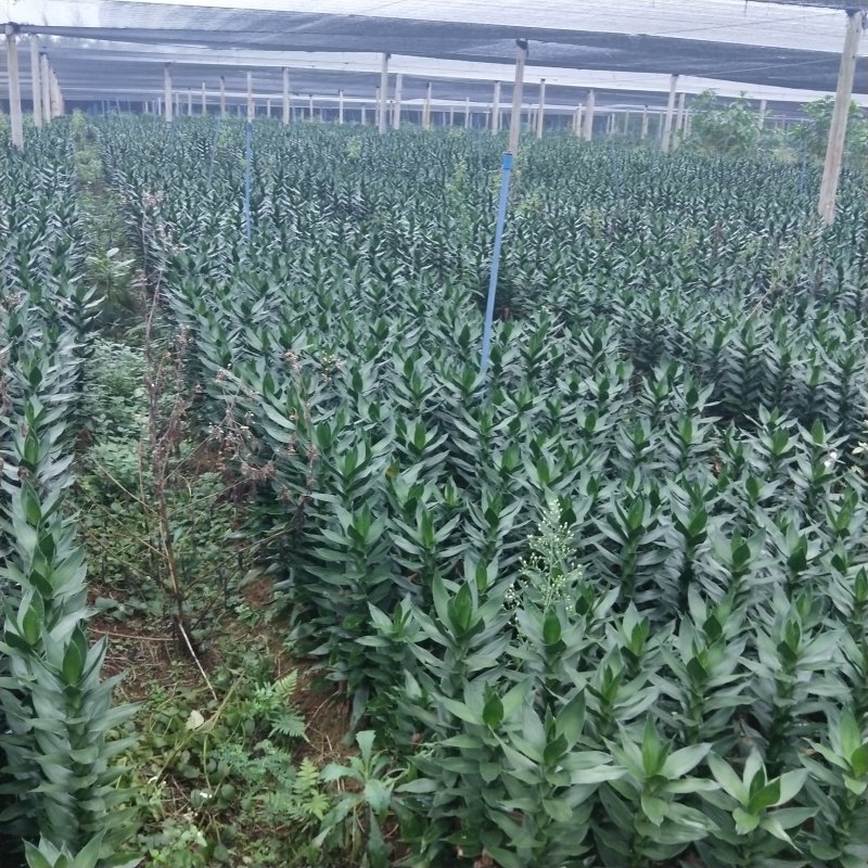 海口基地观音竹，【莲花竹】批发花瓶批发（泰博）