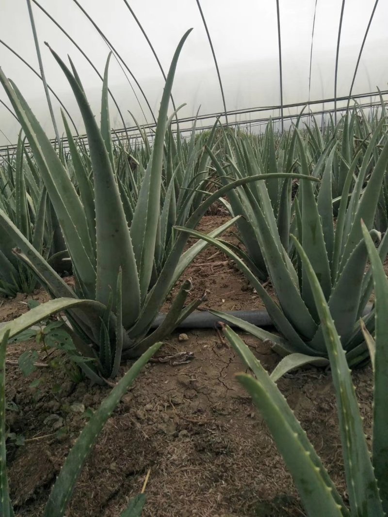 库拉索芦荟种植基地