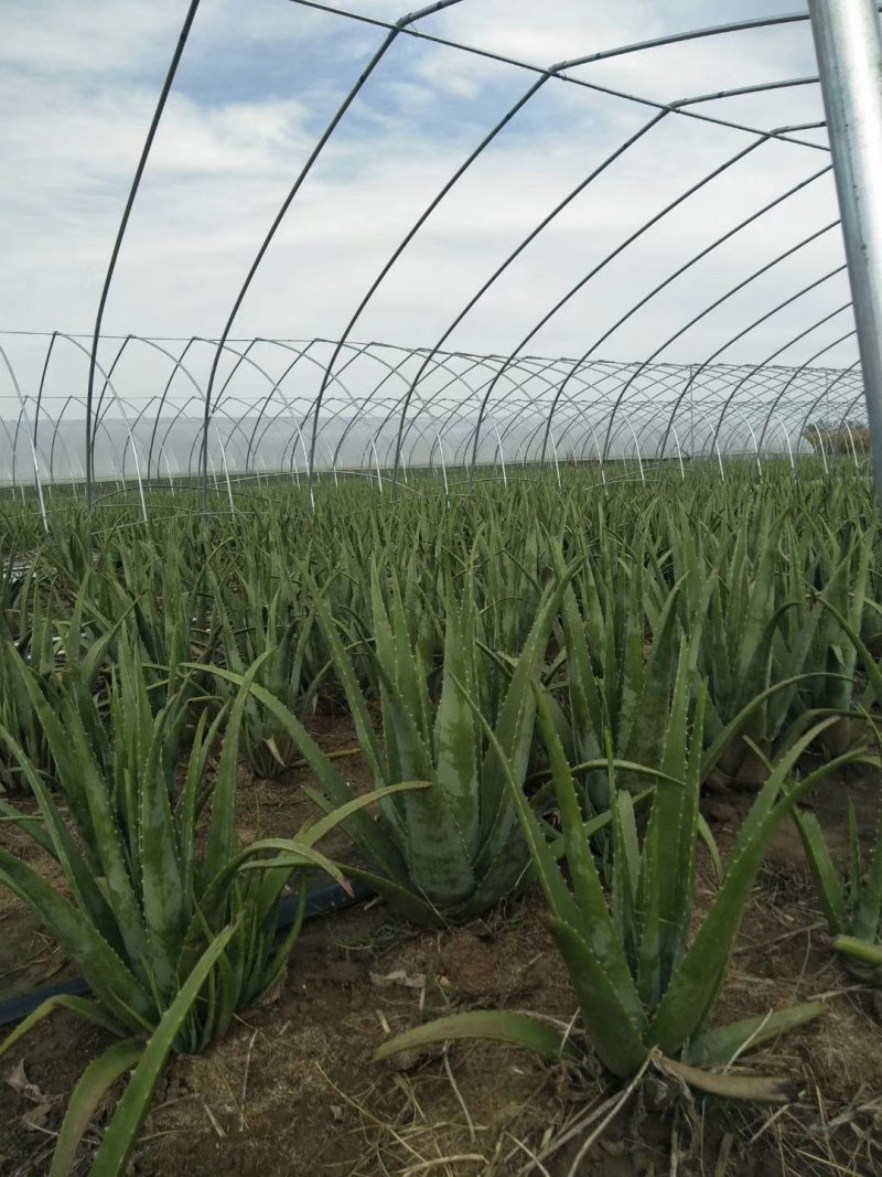 库拉索芦荟种植基地