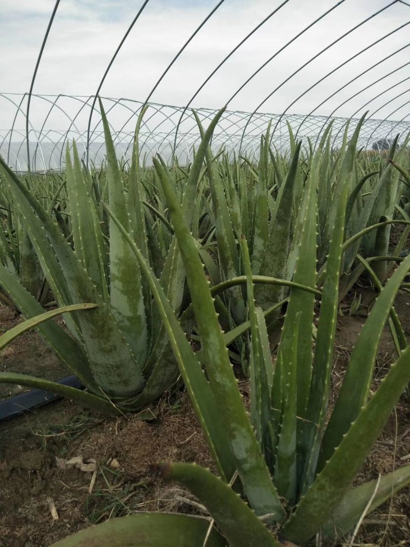 库拉索芦荟种植基地