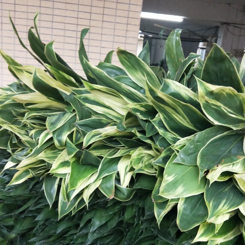 海南富贵竹基地直发，七彩娇，200扎起批。花瓶批（泰博）