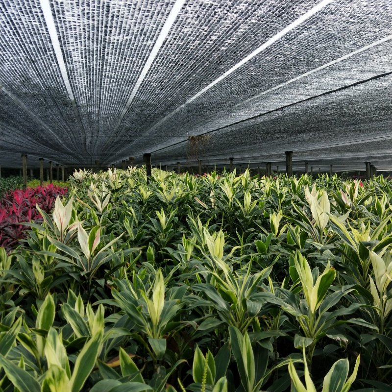 海南富贵竹基地直发，七彩娇，200扎起批。花瓶批（泰博）