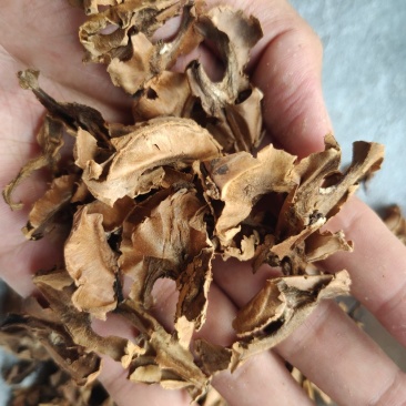 分心木