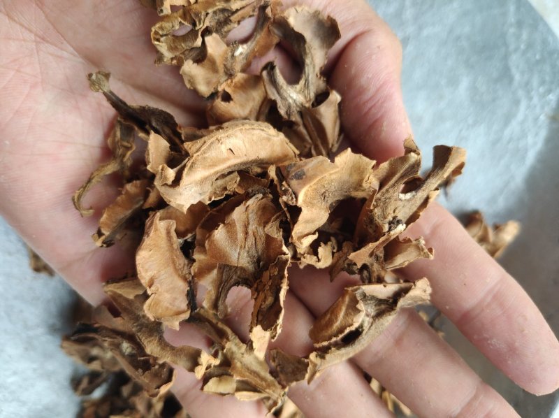 分心木