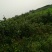 茶花树