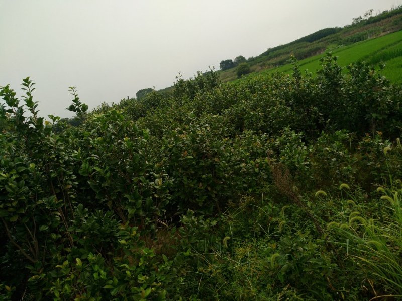茶花树