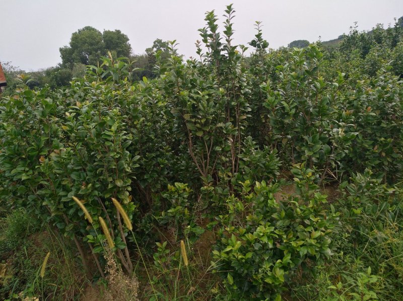 茶花树