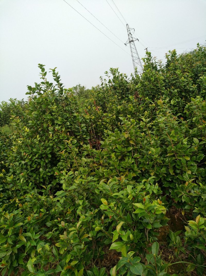 茶花树