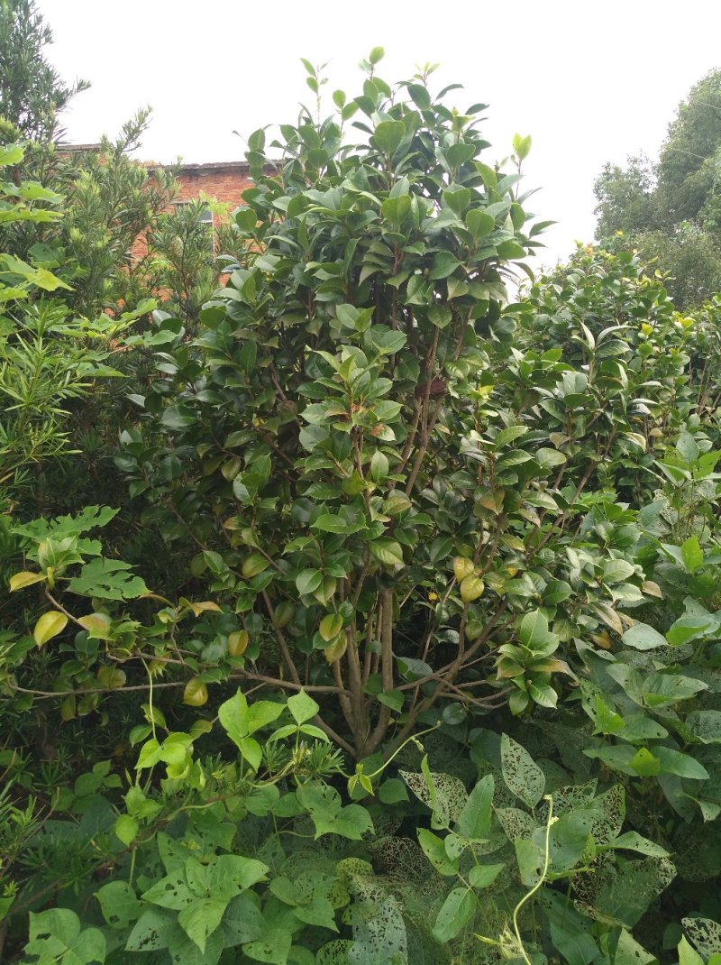 茶花树