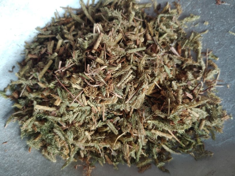 伸筋草舒筋草大伸筋