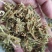 伸筋草舒筋草大伸筋