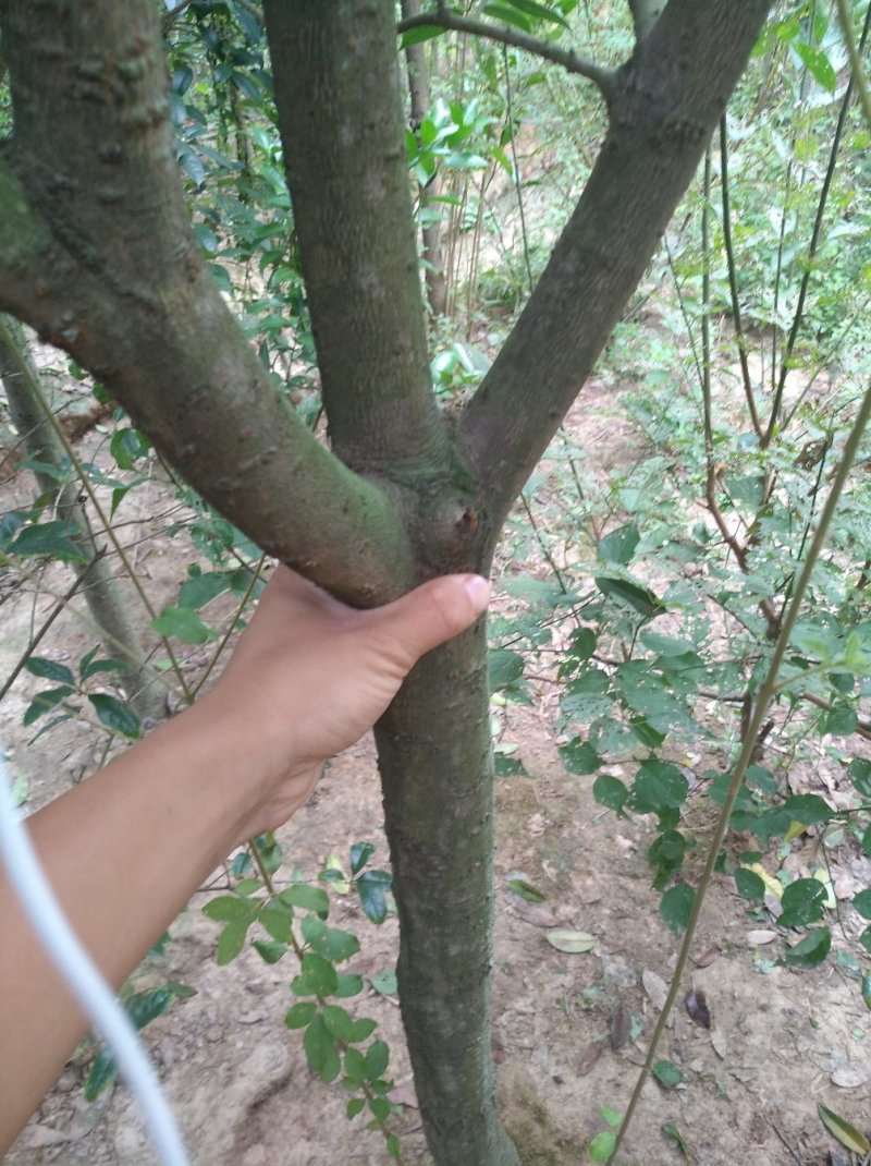 金桂花树