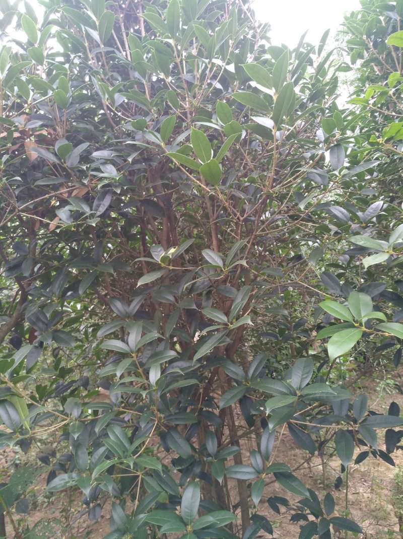 金桂花树
