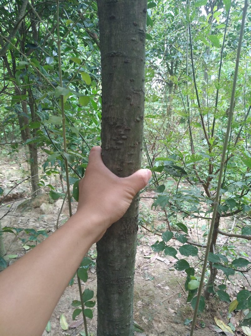 金桂花树