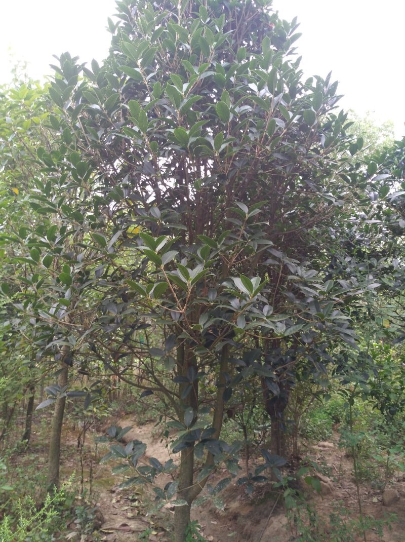 金桂花树