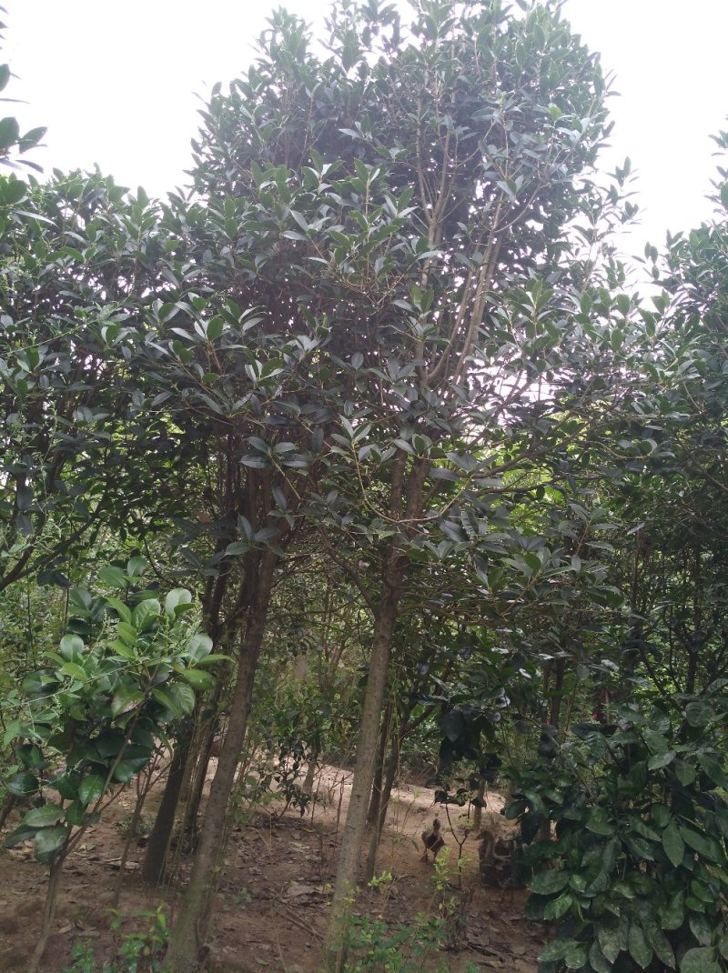 金桂花树