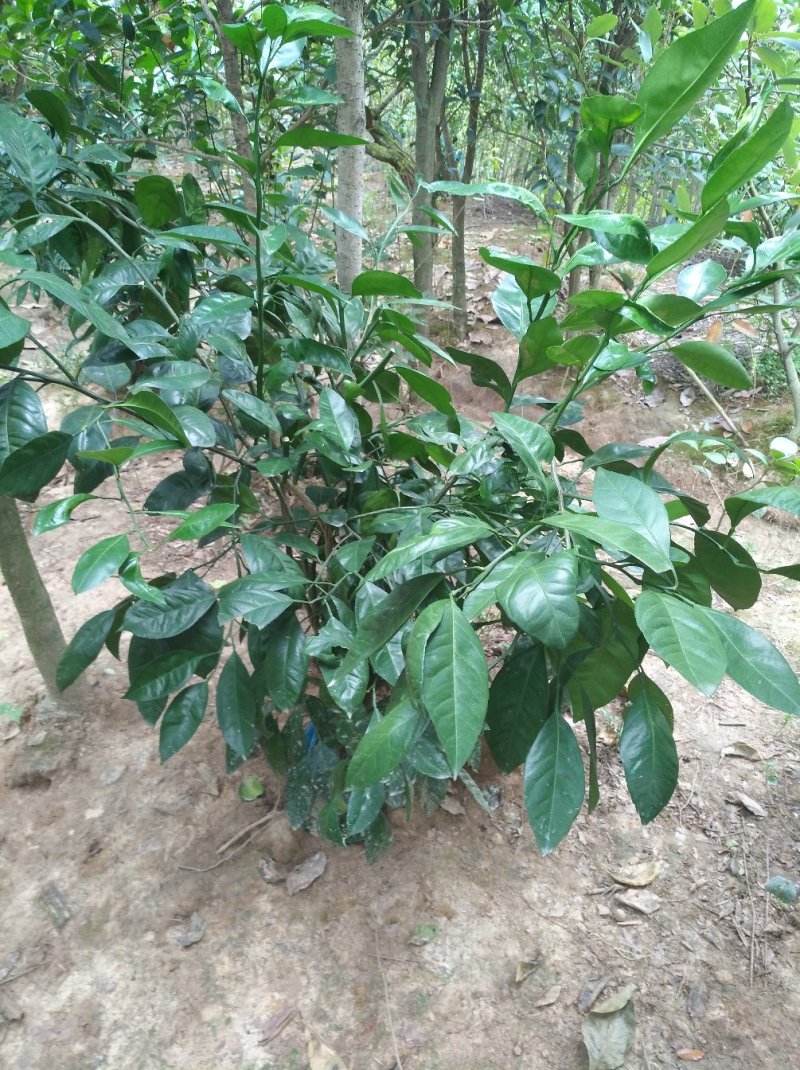 金桂花树