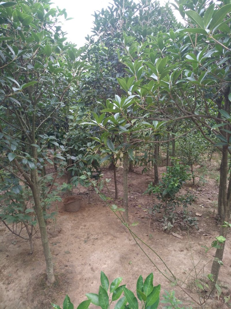 金桂花树