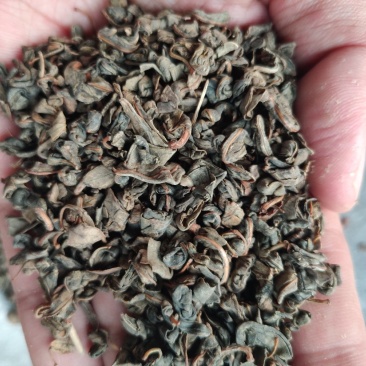 罗布麻茶
