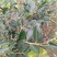 茶梅树