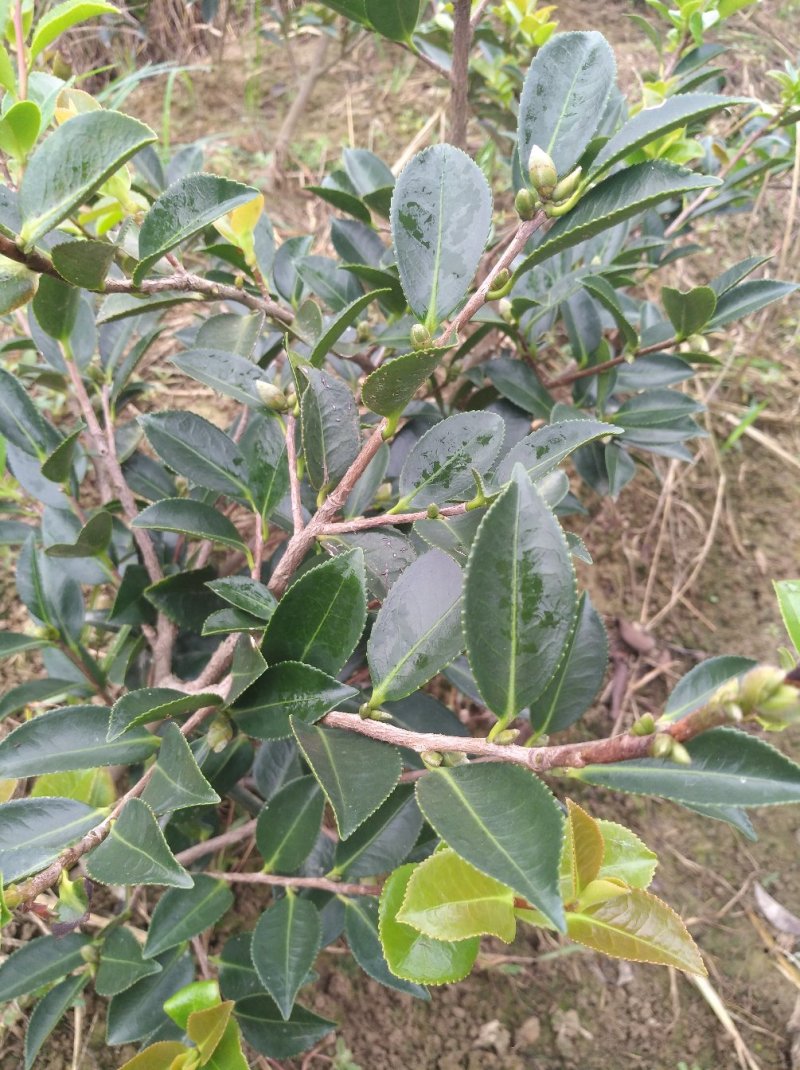 茶梅树