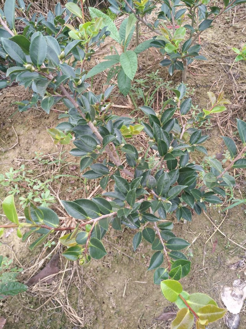 茶梅树