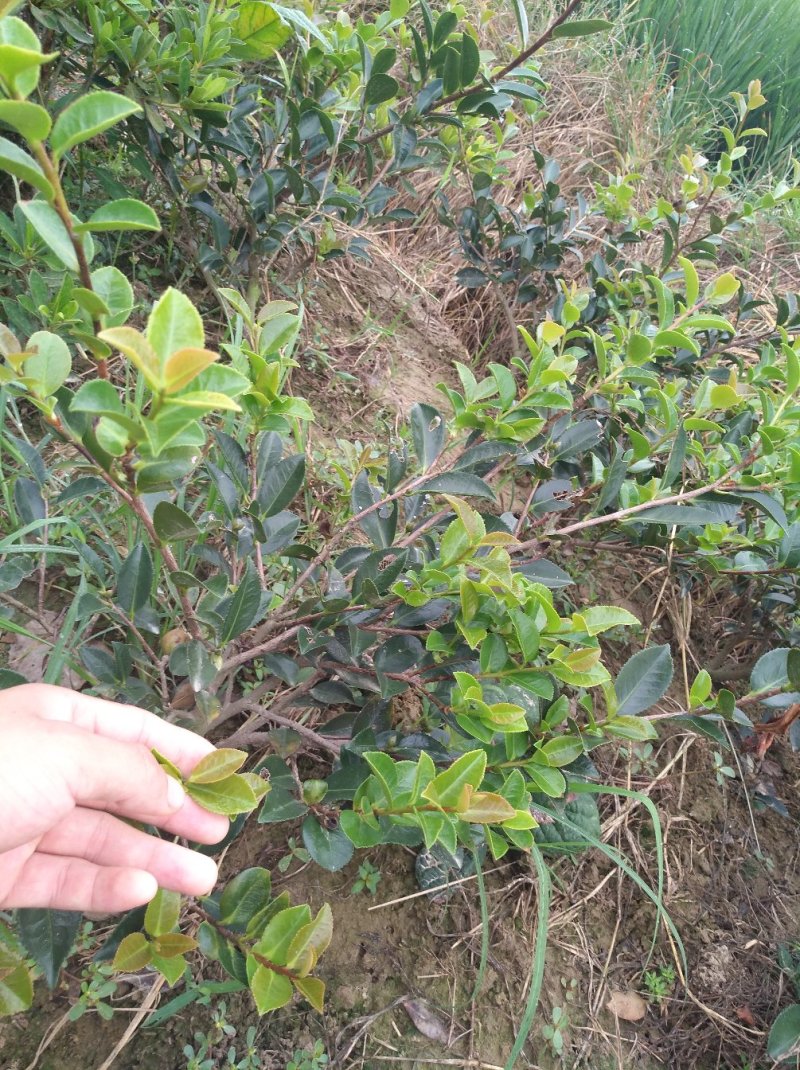 茶梅树