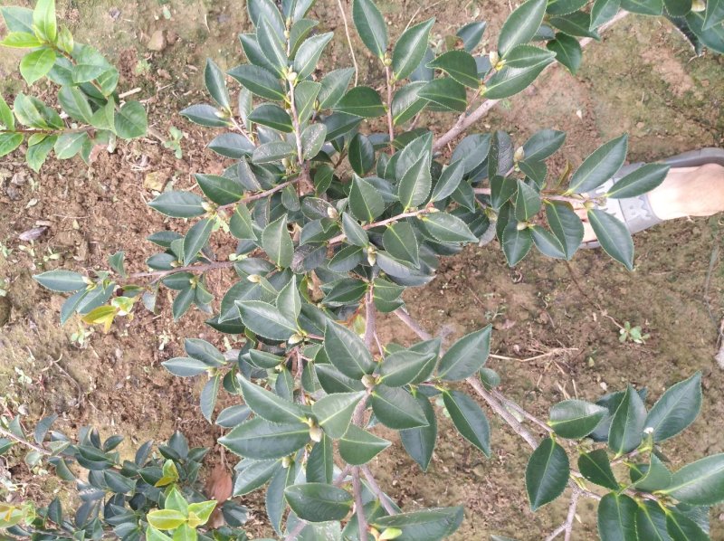 茶梅树