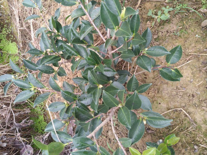 茶梅树