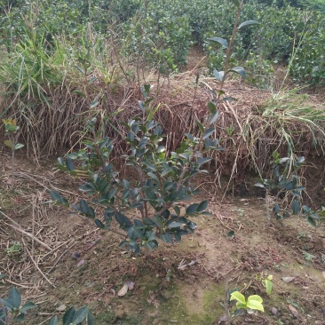 茶梅树