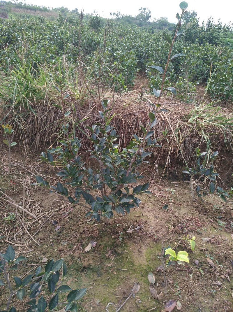 茶梅树