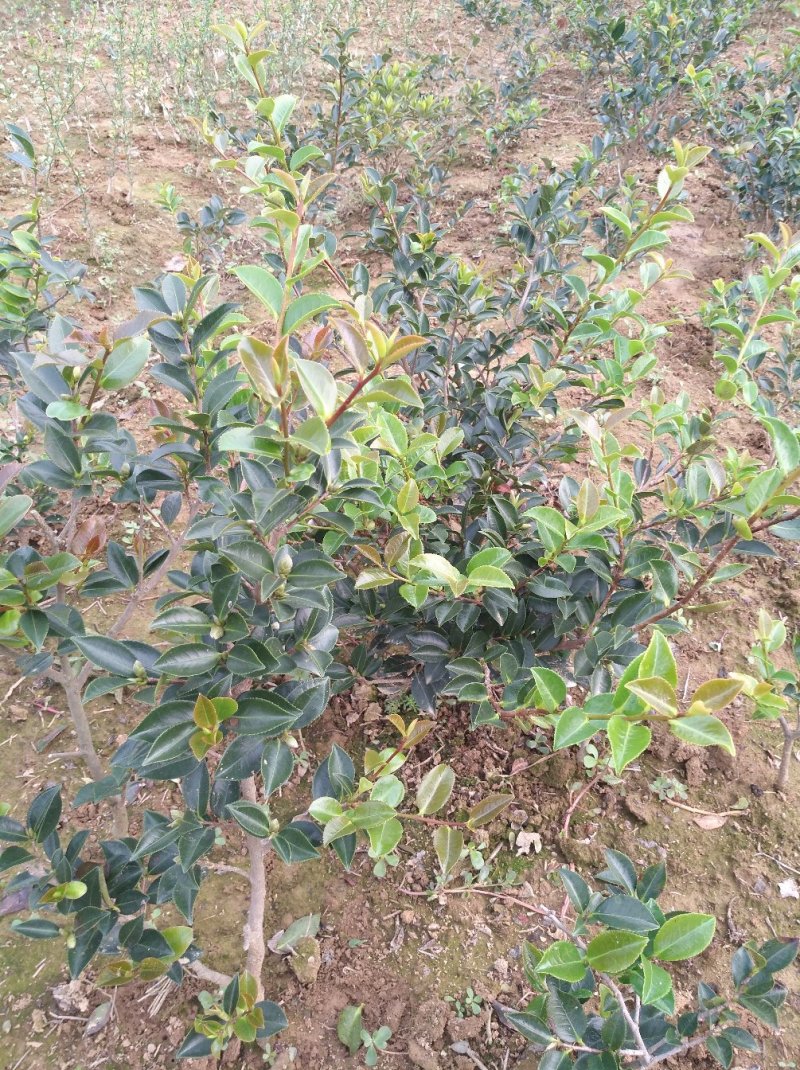 茶梅树