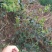 茶梅树