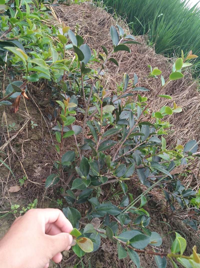 茶梅树