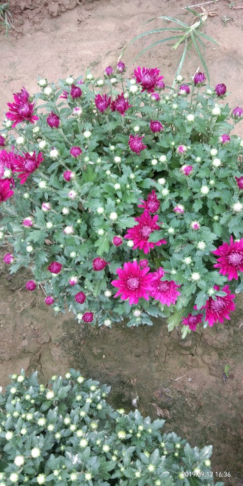 观赏菊花