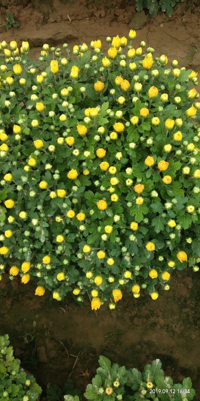 观赏菊花