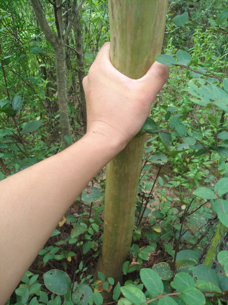 紫薇树