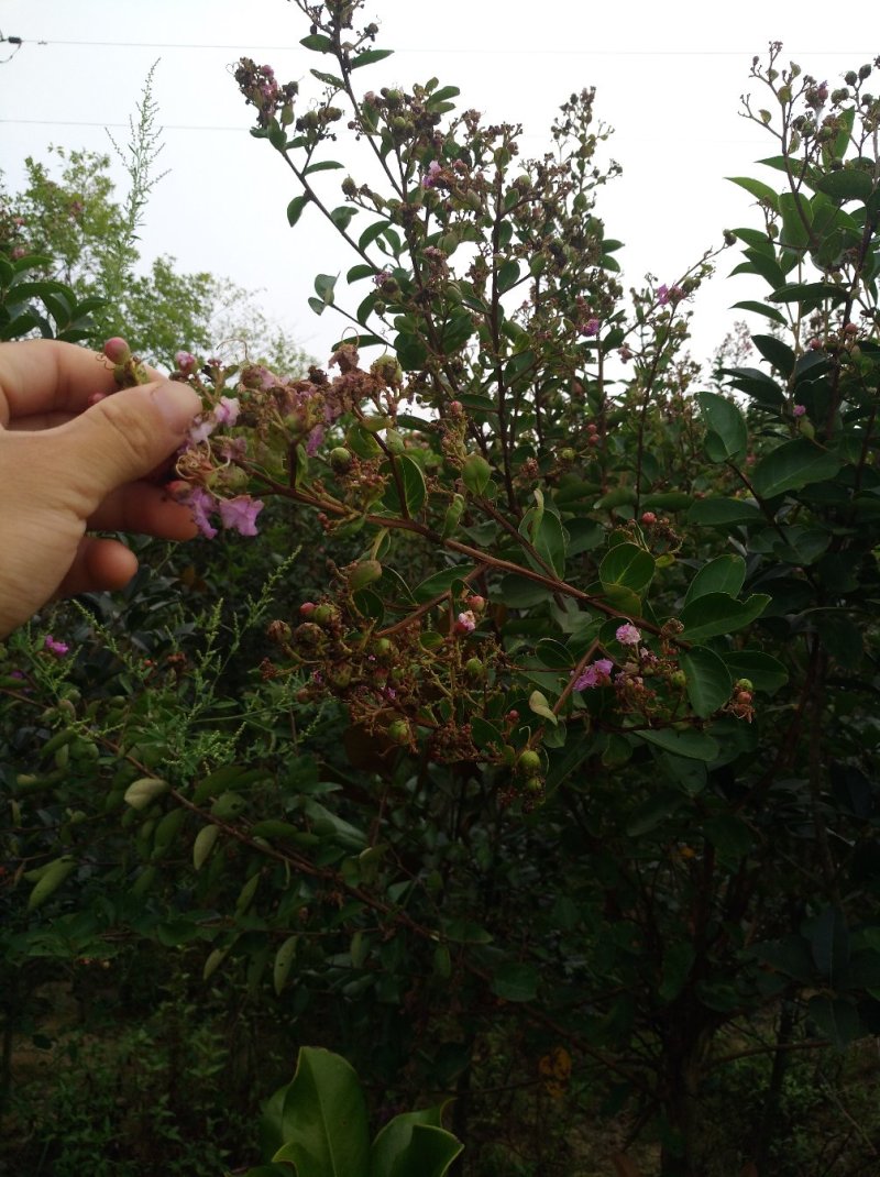 紫薇树