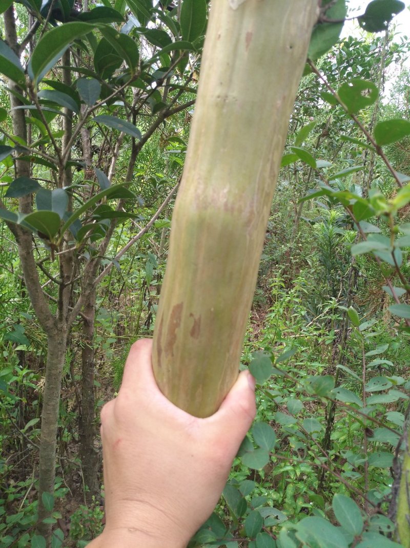 紫薇树