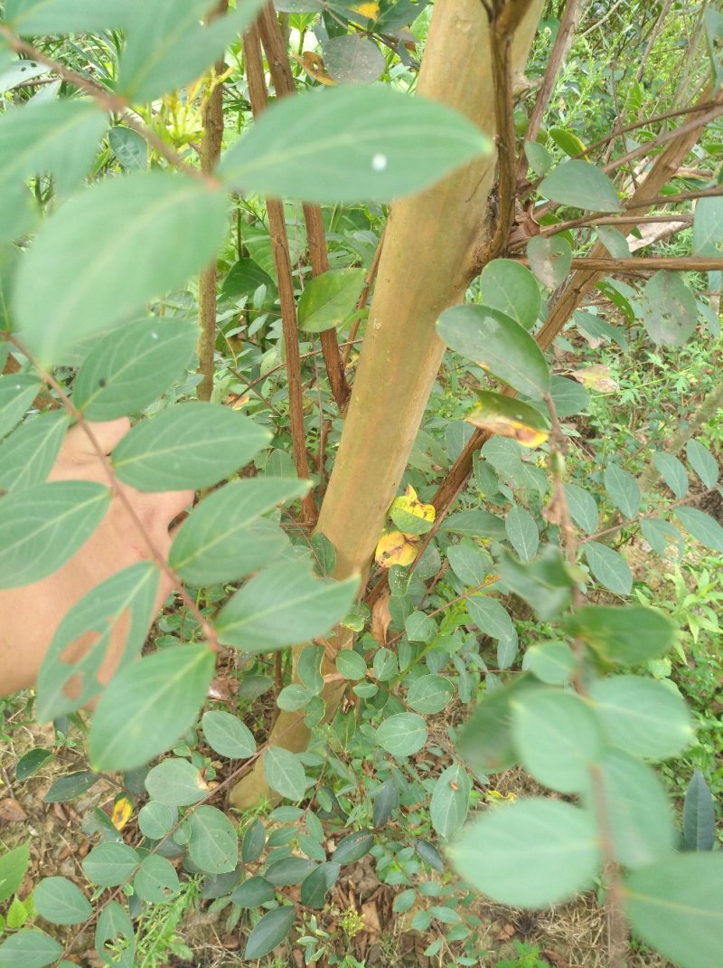 紫薇树