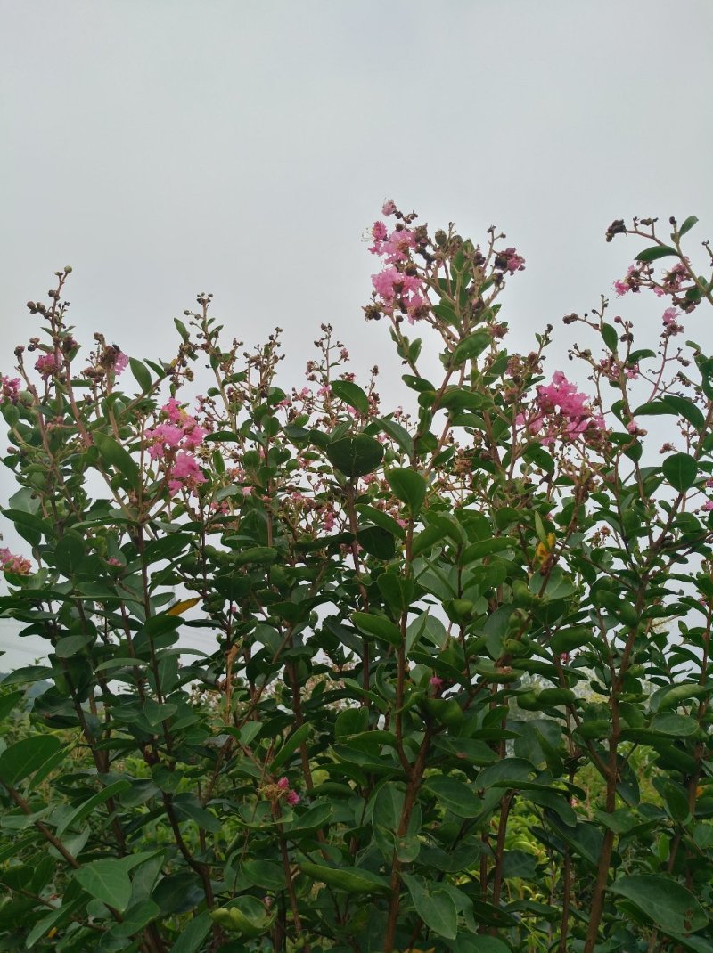 紫薇树
