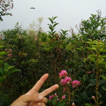 紫薇树