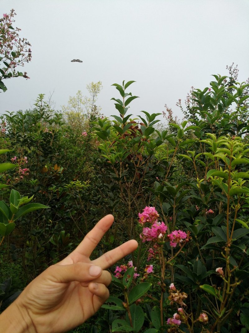 紫薇树