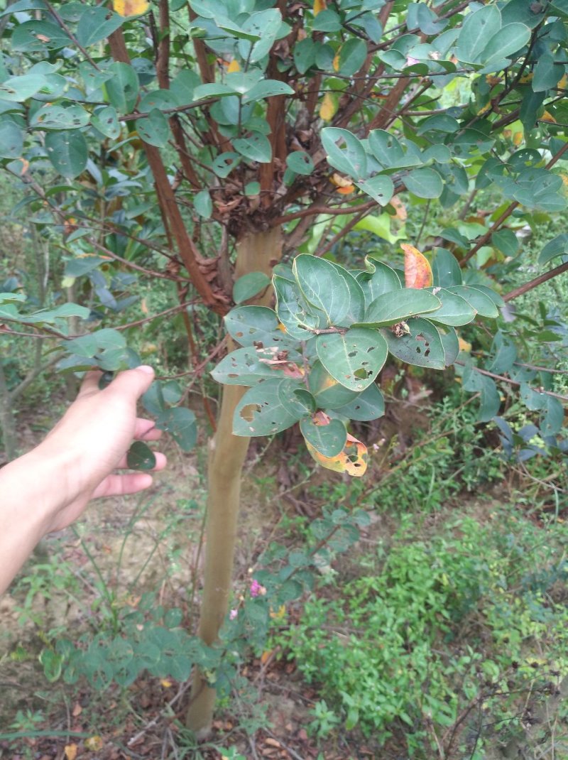 紫薇树