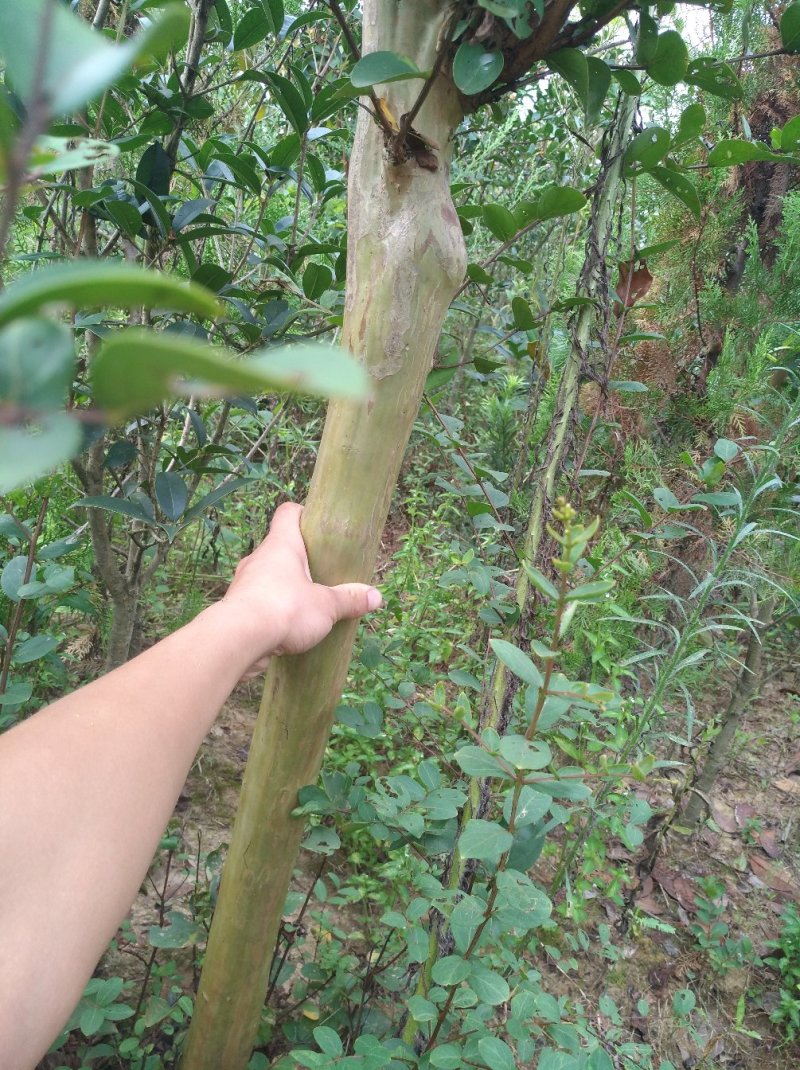 紫薇树