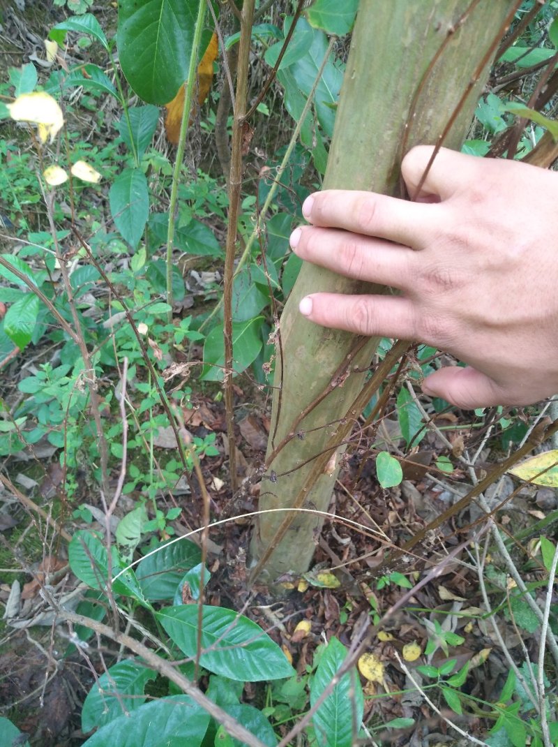 紫薇树