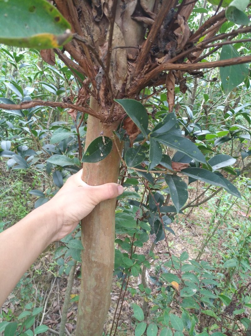 紫薇树