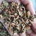 石韦刀口药水洗