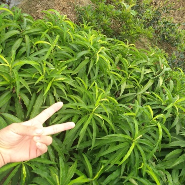 水樱桃
